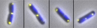 Plasmids